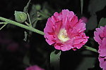 芍药花