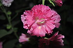 芍药花