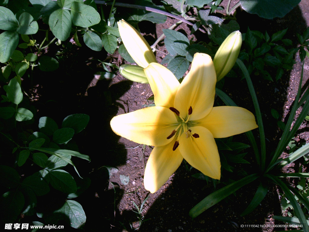 黄色百合花