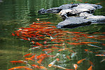 菖蒲河公园水中的锦鲤