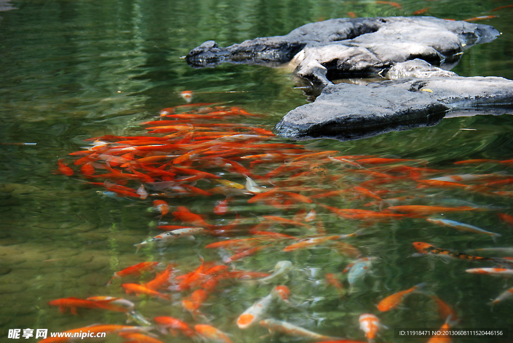 菖蒲河公园水中的锦鲤