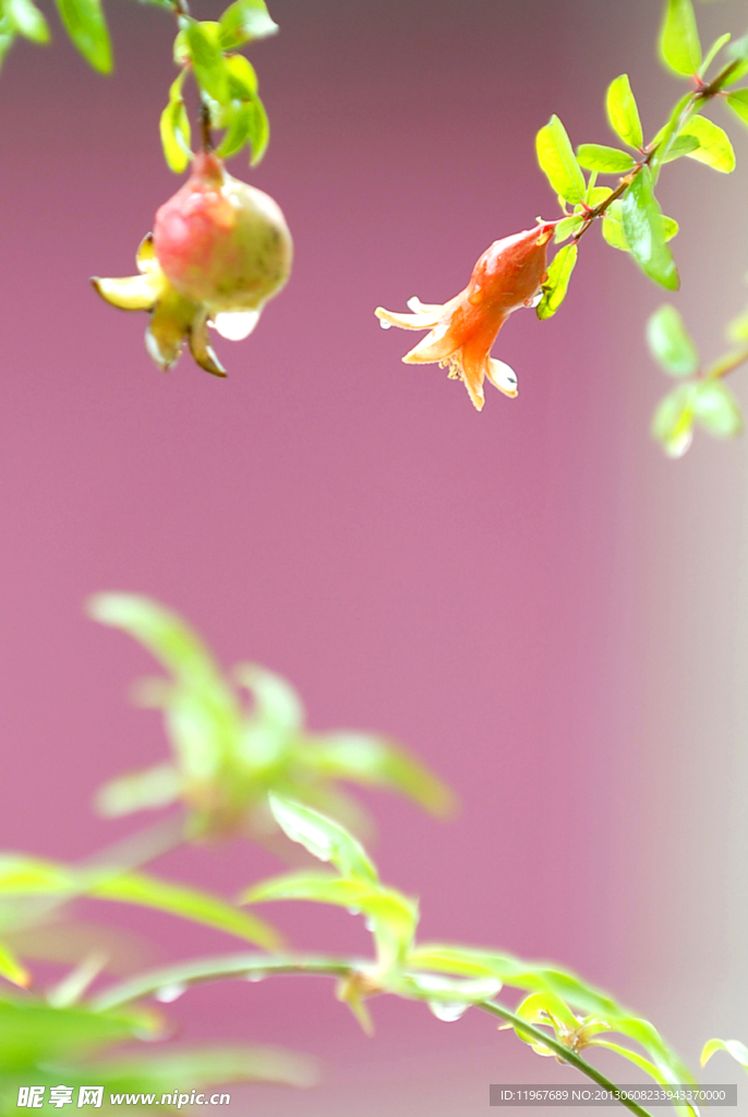石榴花