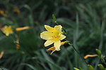 黄花菜