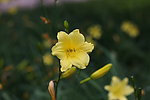 黄花菜