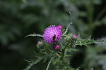 紫花霍香蓟