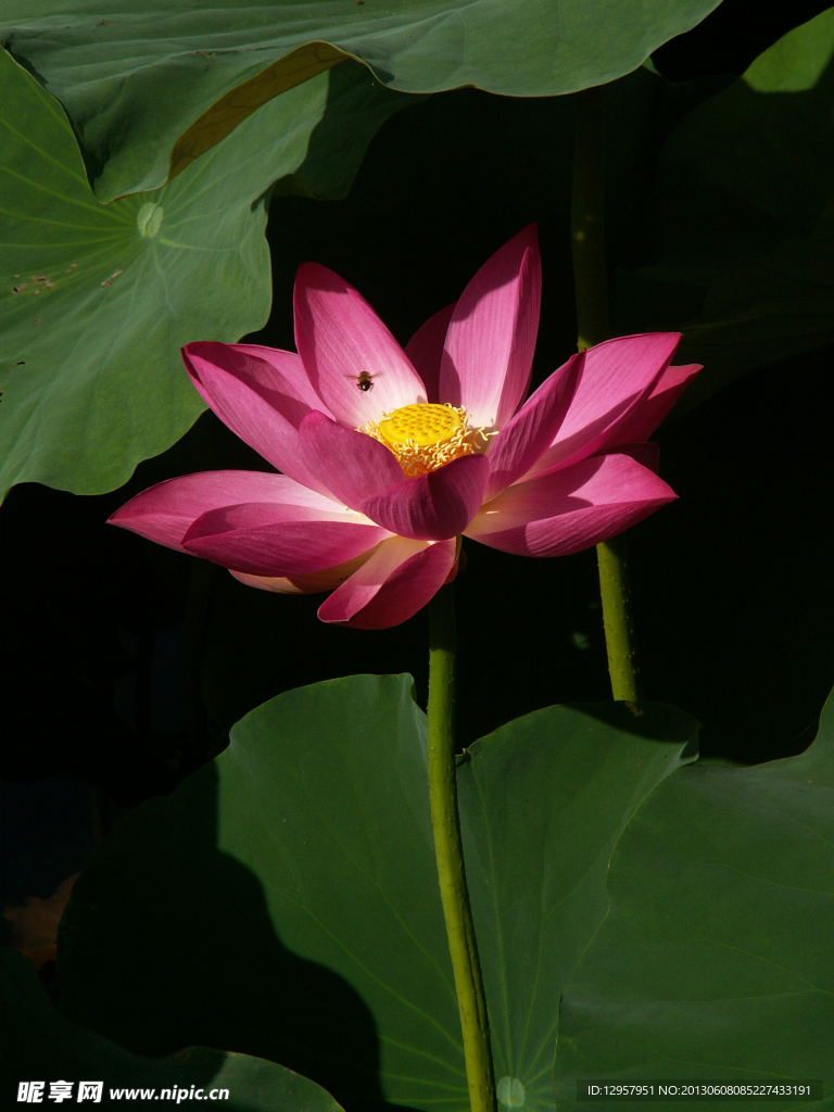 荷花