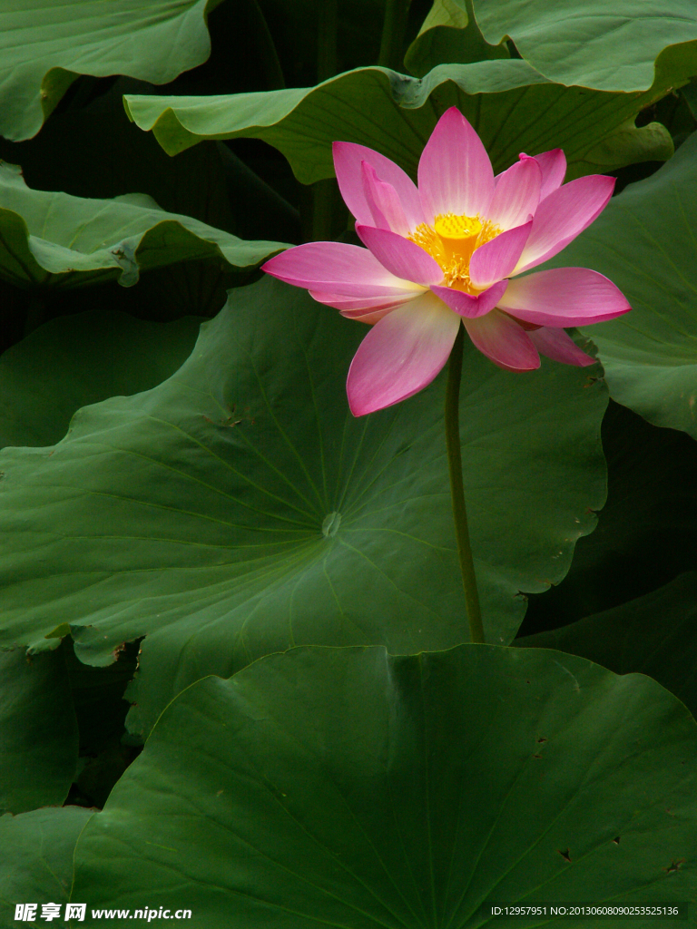 荷花