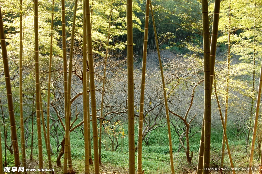 竹林