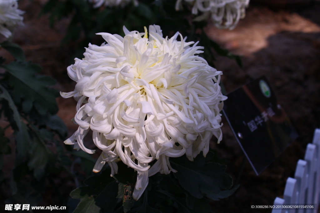 白菊 菊花 植物园
