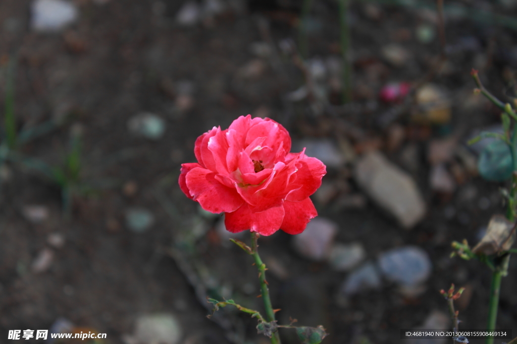 月季花
