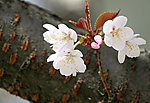 梨花