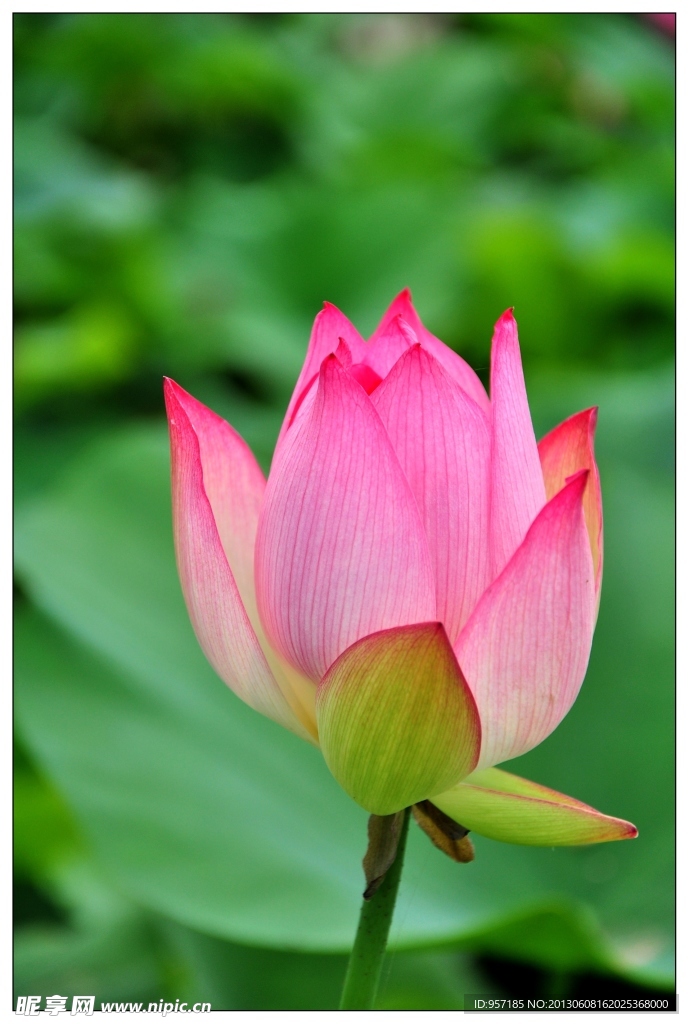 荷花 莲花 莲叶