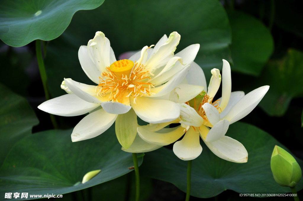 白荷花 白莲花