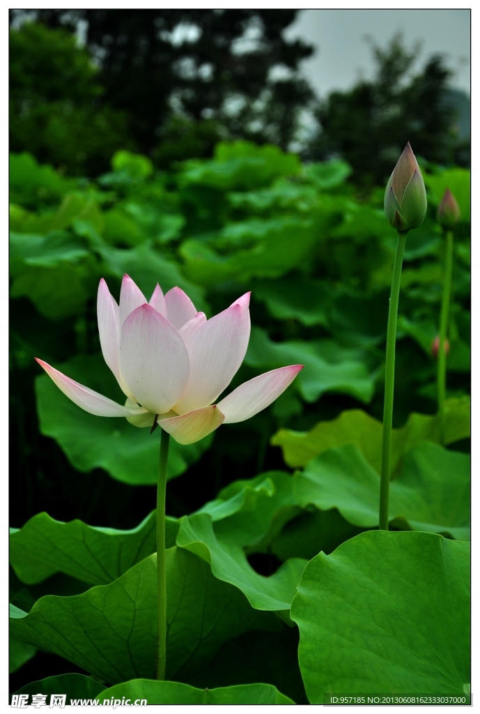 荷花 莲花 莲叶
