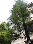 池杉