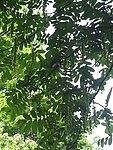 枫杨