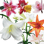 百合花