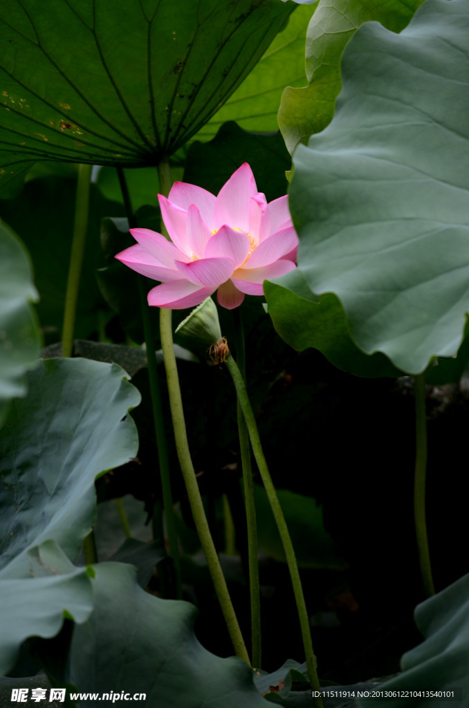 荷花