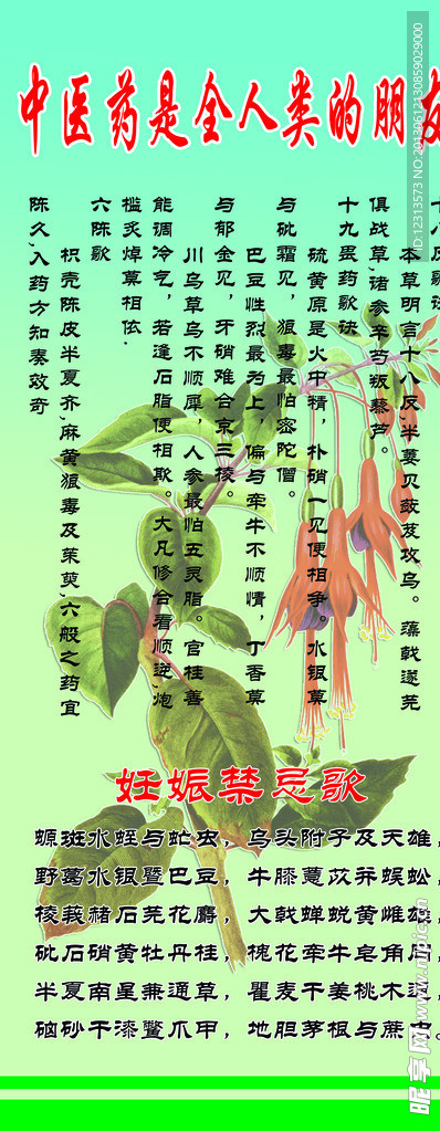 中草药海报