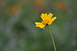 小黄花