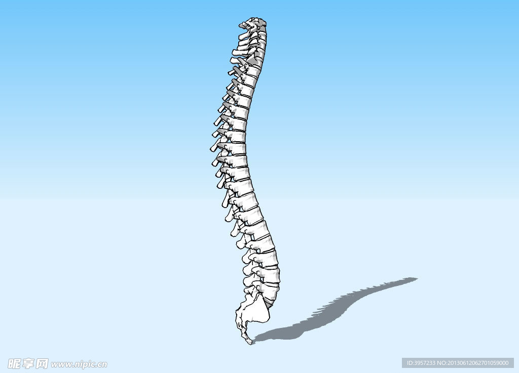 脊柱3D模型