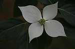 四照花