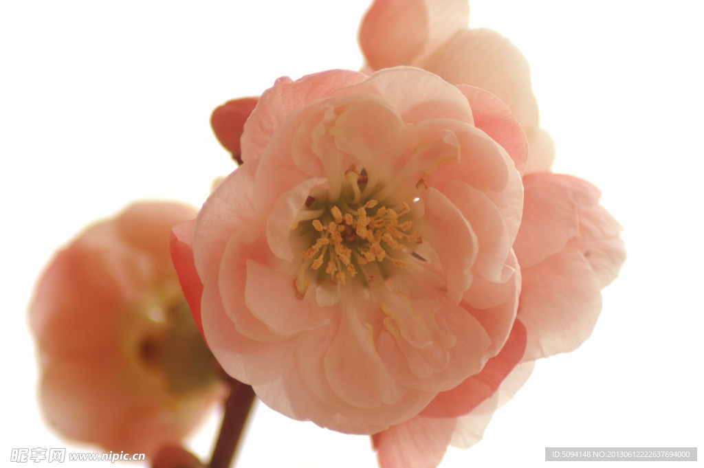 梅花
