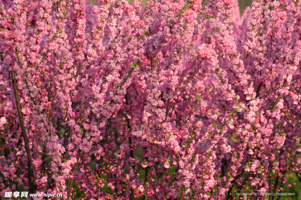 春暖花开 桃花
