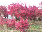 红花接木