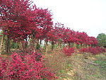 红花接木