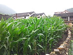 田园风光