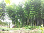 竹林