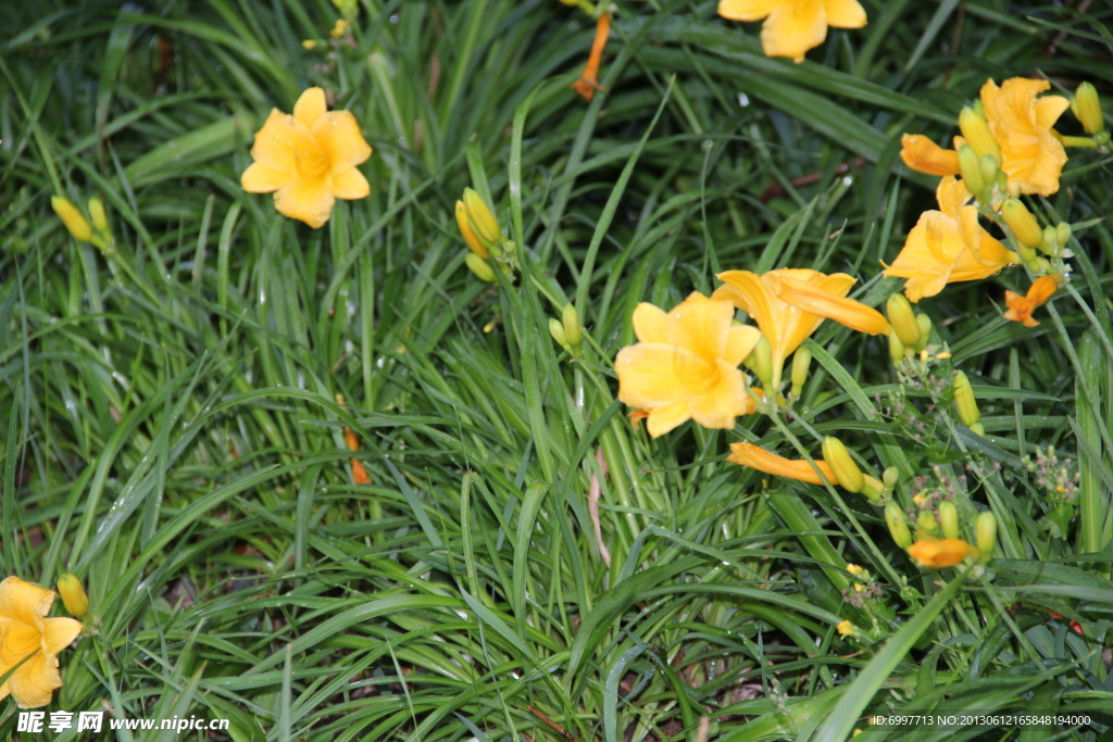 萱草花
