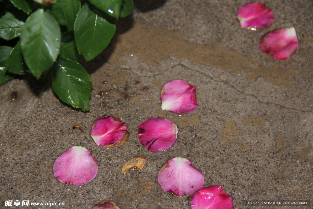 花瓣