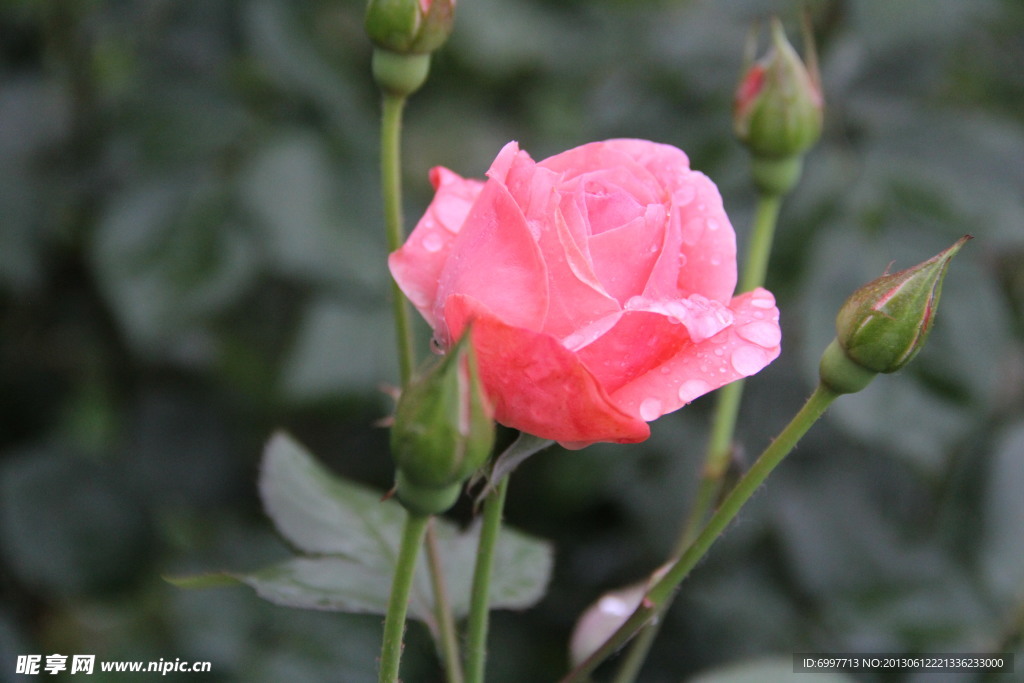月季花