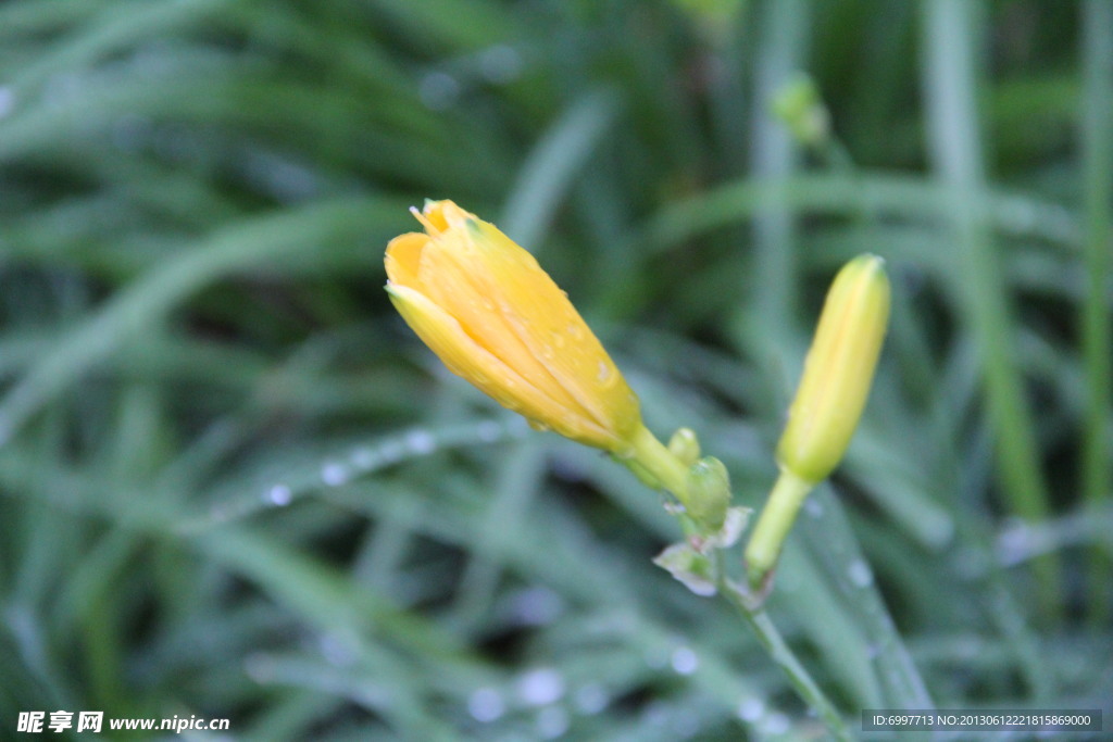 黄花 黄花菜