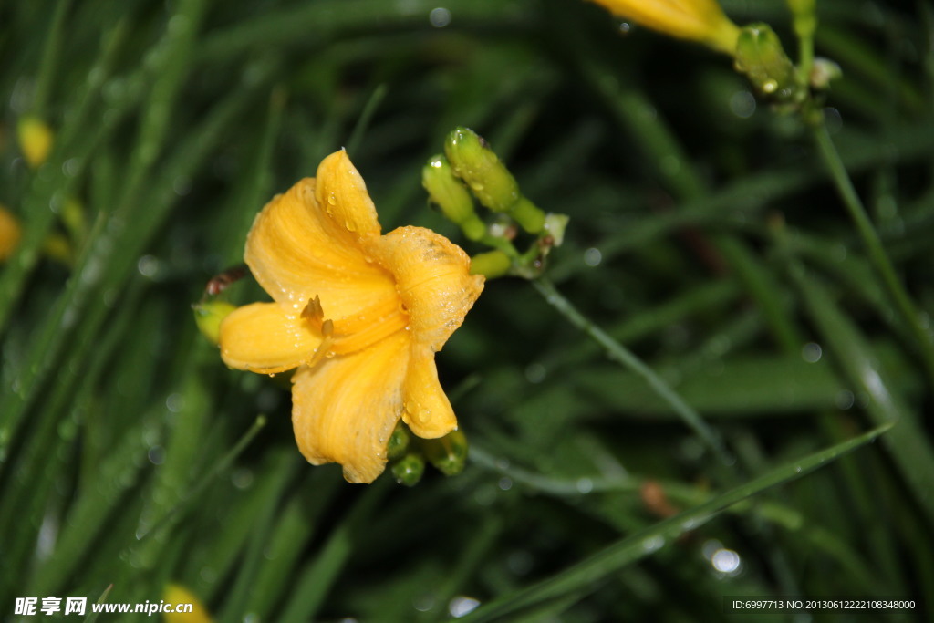 黄花菜