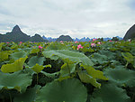 荷花美景