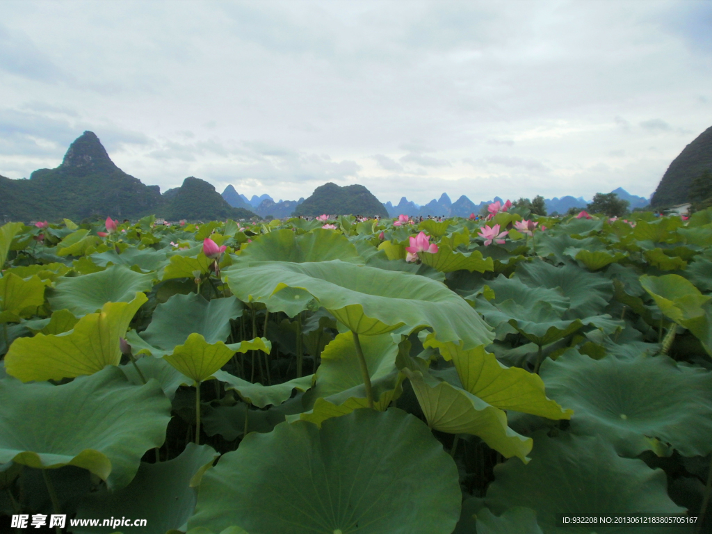 荷花美景