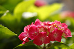 八仙花