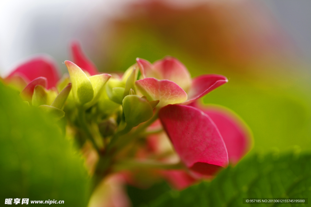八仙花