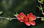 海棠花