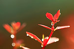 嫩芽