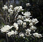 玉兰花