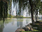 公园 绿叶成荫
