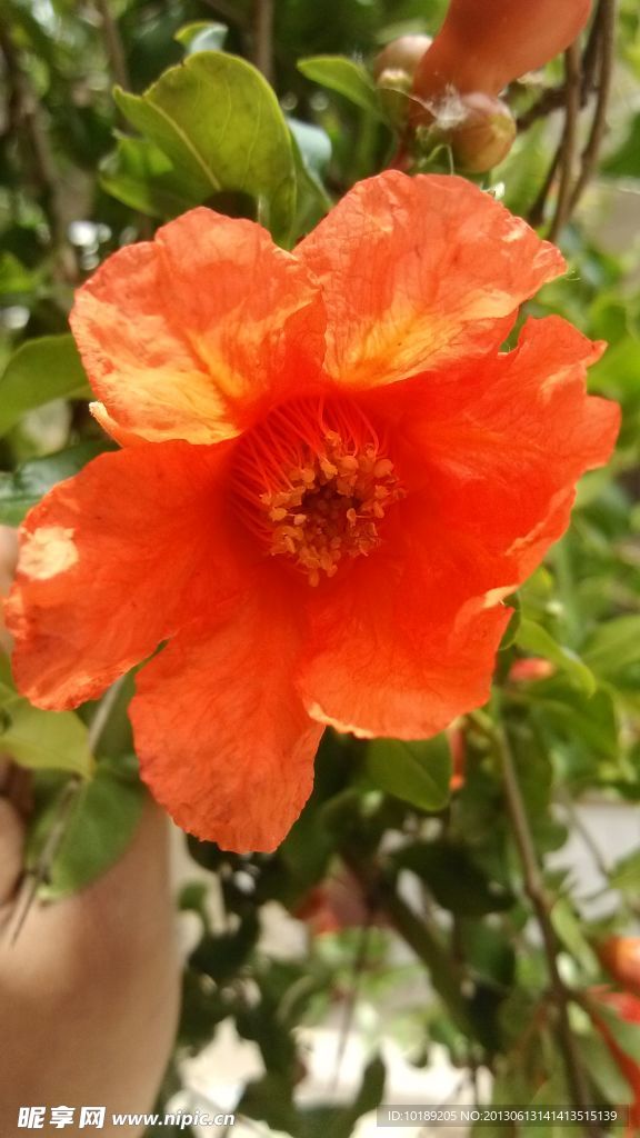石榴花