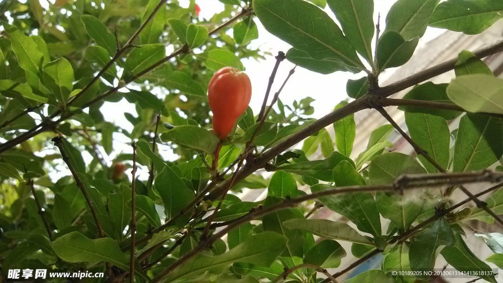 石榴花