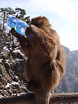 峨眉山 猴子