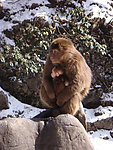 峨眉山 猴子