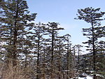 峨眉山雪景